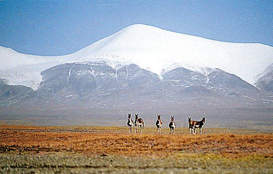 ЩδġŮ塱